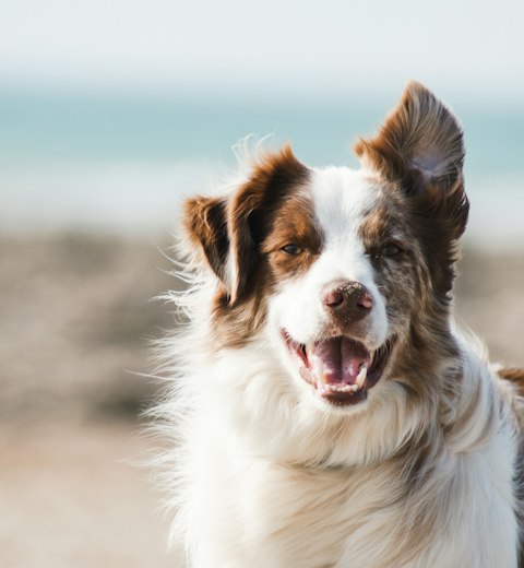 Pet sample